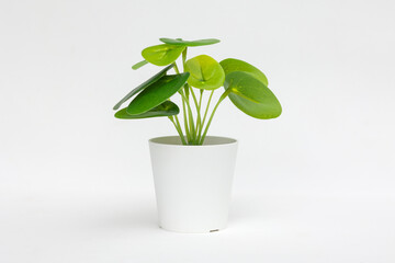 Natural green plant and flower, Fejka in white flowerpot isolated on white background
