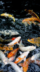 koi fish in the pond