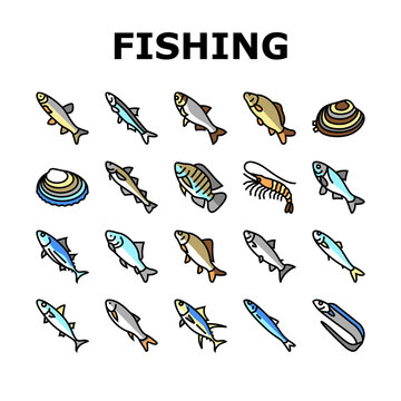 Commercial Fishing Aquaculture Icons Set Vector. Japanese Cockle And Anchovy, Common And Silver Carp, Rohu And Catle Fish, Chub Mackerel And Yellowfin Tuna Fishing Business Line. Color Illustrations