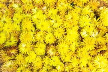Natural fresh yellow flowering heads of chrysanthemums flowers  background.