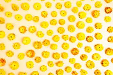 Natural fresh yellow flowering heads of chrysanthemums flowers on light yellow, beige background. Floral pattern.