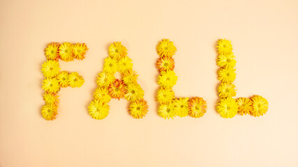 Word Fall made of fresh yellow flowering heads of chrysanthemums flowers. Handmade autumn minimal floral nature concept.