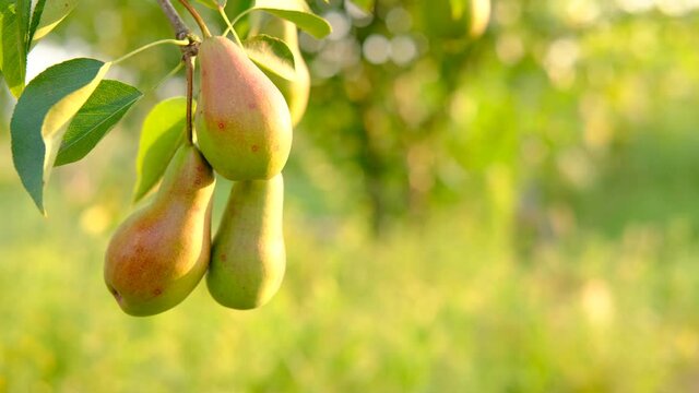 Beautiful Ripe bunch with a lot of pear growing on a tree with green leaves on green blurred background.Harvest ,juice ,organic, natural background concept. Close up