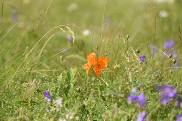 Цветы в горах.