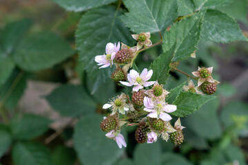 Blackberries grow in the garden. Unripe blackberries on a bush. Healthy food