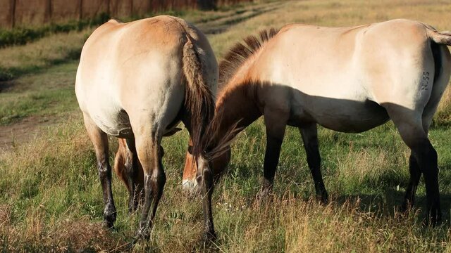 Two brown Przewalski's horse eat a green grass breakfast in autumn field in nature reserve Askania Nova, Ukraine