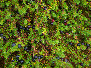 Black shiksha berries in a forest in Karelia (northwest of Russia)