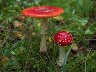 Two fly agaric in the forest