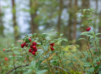 Куст брусники с красными ягодами в траве, в лесу