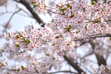 日本の桜