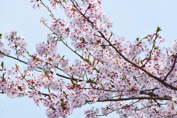 日本の桜2