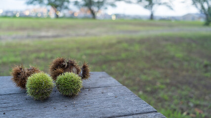 公園のテーブルの上の栗。若い栗と熟した栗。日本の夕方の町並み。