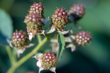 Close-up of the beginning of ripening of blackberries. Blurred background.