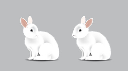 White adorable rabbit, Bunny sitting on isolated white background