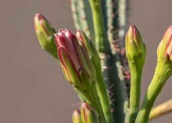 Kwiaty kaktusa dziko rosnącego na południu Europy, zdjęcie macro - obrazy, fototapety, plakaty