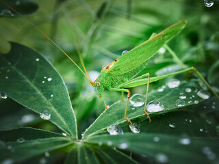 green grasshopper on a leaf