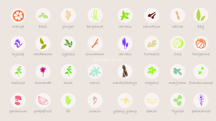 A large set of essential oil icons. Plants for aromatherapy. Oil icons for stores and magazines. The best herbs for aromatherapy. Set of medicinal plants. Vector collection for perfumes and cosmetic.