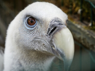 close up of an eagle