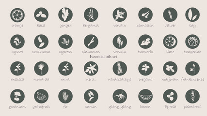 A large set of essential oil icons. Plants for aromatherapy. Oil icons for stores and magazines. The best herbs for aromatherapy. Set of medicinal plants. Vector collection for perfumes and cosmetic.
