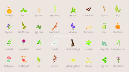 A large set of essential oil icons. Plants for aromatherapy. Oil icons for stores and magazines. The best herbs for aromatherapy. Set of medicinal plants. Vector collection for perfumes and cosmetic.