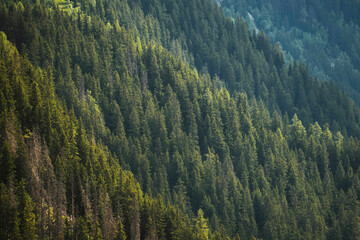 Fototapeta na wymiar Beautiful green forest on the Mont Blanc Massif