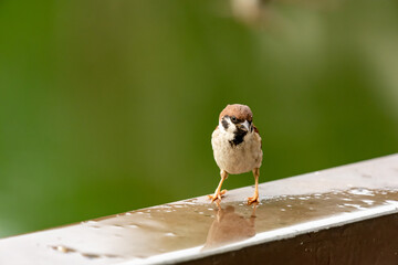 sparrow on a fence