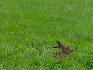 Lepus europaeus, brown, hare, european, field. mammal, animal, wildlife, field, meadow, Northumberland, UK,
