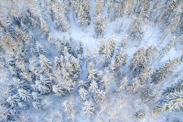 Drone shot flying on winter forest, aerial top-down view