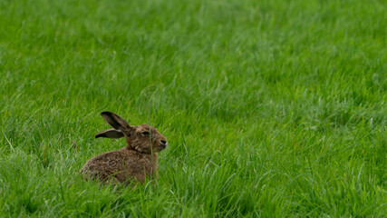 Lepus europaeus, brown, hare, european, field. mammal, animal, wildlife, field, meadow, Northumberland, UK,
