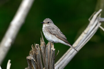 Spotted flycatcher // Grauschnäpper (Muscicapa striata) 