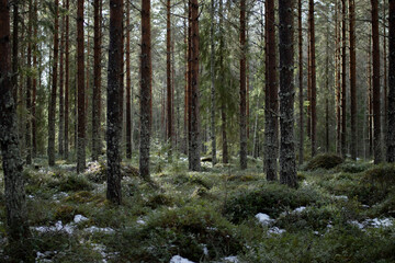 Obraz premium path in the forest