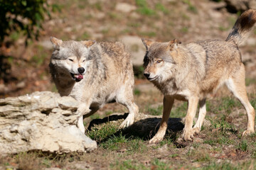 Clear ranking among wolves