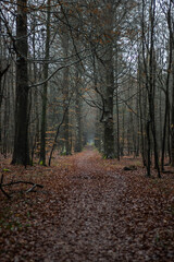Obraz premium path in the forest