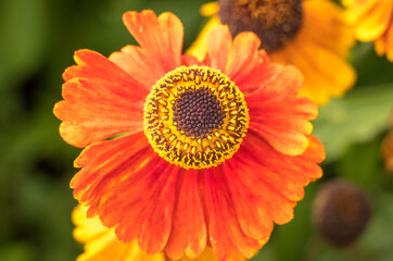 Close up of a bright orange flower