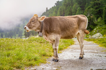glückliche Milchkühe in Österreich in den Alpen am Obersee