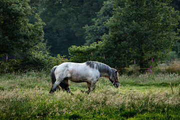 horse in the field