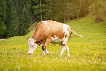 Fototapeta na wymiar glückliche Milchkühe in Österreich in den Alpen am Obersee