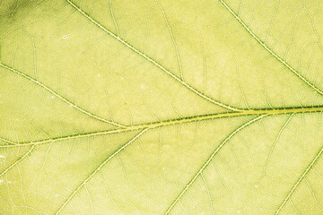 Leaf vein pattern. Floral background for your design