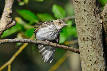&Auml;stling / Jungvogel des Grauschn&auml;ppers // chick of the Spotted flycatcher (Muscicapa striata) 