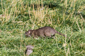 Brown Rat (Rattus norvegicus) in park