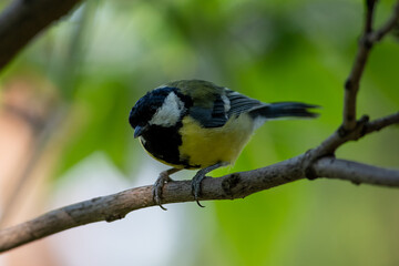 Parus major sit on tree
Great tit sit on branch Volgograd region, Russia.