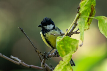 Parus major sit on tree
Great tit sit on branch Volgograd region, Russia.