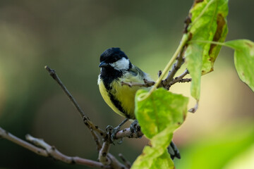 Parus major sit on tree
Great tit sit on branch Volgograd region, Russia.