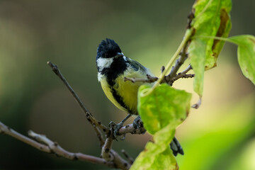 Parus major sit on tree
Great tit sit on branch Volgograd region, Russia.