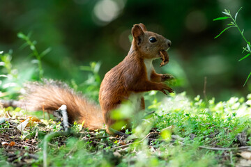 Red squirrel in grass, Sciurus vulgaris in spring, sumer scene