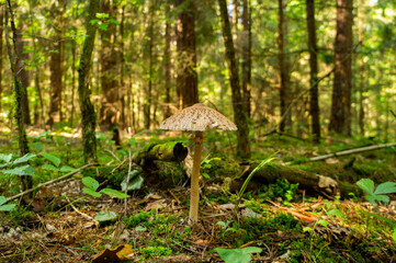 A large white forest mushroom with a long stem. Like an umbrella