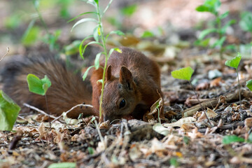 Red squirrel in grass, Sciurus vulgaris in spring, sumer scene