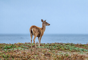 Mule Deer (Odocoileus hemionus) in Bodega Bay area, California, USA