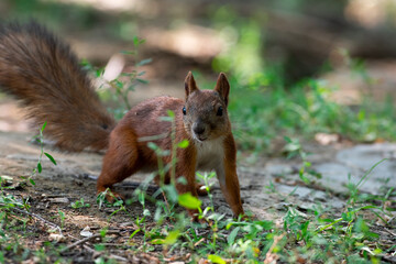 Naklejka na ściany i meble Red squirrel in grass, Sciurus vulgaris in spring, sumer scene
