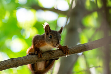 Naklejka na ściany i meble Red squirrel sit on branch in spring scene, Sciurus vulgaris in summer scene